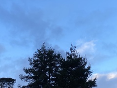 Nestor meridionalis septentrionalis