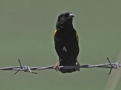 Euplectes capensis approximans