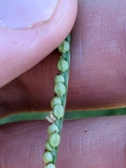 Paspalum laeve