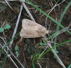 Mythimna albipuncta