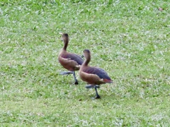 Dendrocygna javanica