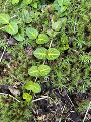 Mitchella repens