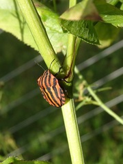 Graphosoma italicum