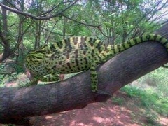 Chamaeleo zeylanicus