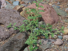 Ditaxis serrata