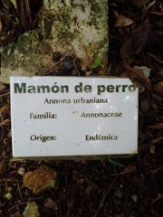 Annona urbaniana