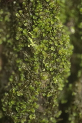 Frullania