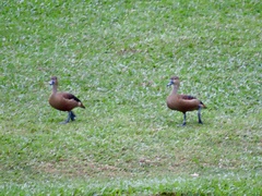 Dendrocygna javanica