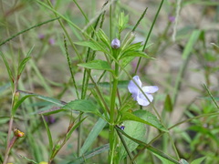 Mimulus alatus