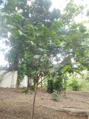 Annona urbaniana