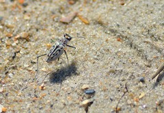 Habroscelimorpha dorsalis