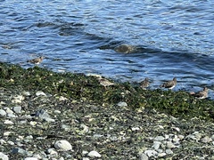 Arenaria melanocephala