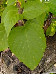 Cordia elaeagnoides