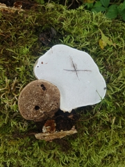 Ganoderma applanatum