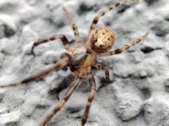 Zygiella x-notata