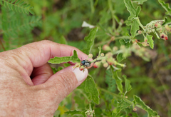 Calligrapha dislocata