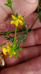 Hypericum drummondii