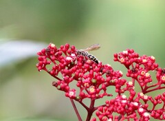 Phalerimeris phalerata