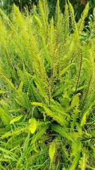 Struthiopteris spicant