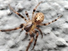 Zygiella x-notata