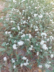 Heliotropium europaeum