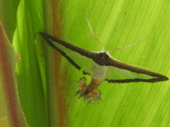 Diaphania hyalinata
