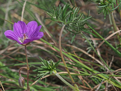 Geranium magniflorum