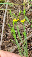 Hypericum drummondii