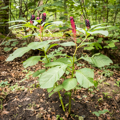 Phytolacca acinosa