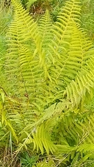 Oreopteris limbosperma