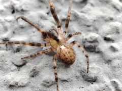 Zygiella x-notata