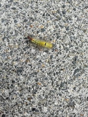 Calliteara pudibunda