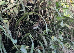 Lonchura leucogastroides