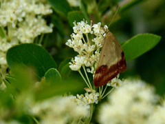 Pyrausta semirubralis