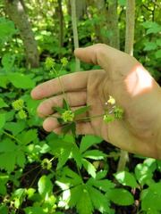 Sanicula marilandica