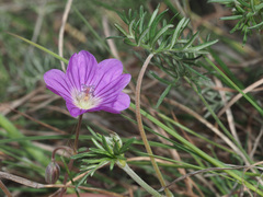Geranium magniflorum