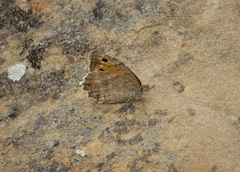 Pseudochazara pelopea