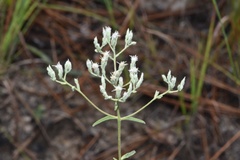 Eupatorium leucolepis
