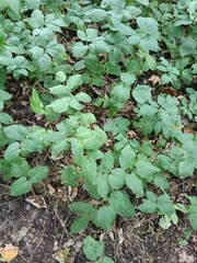 Aegopodium podagraria