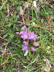 Gentianella germanica