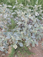 Chrozophora tinctoria