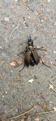Carabus granulatus
