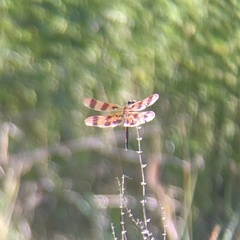 Celithemis eponina