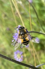 Eristalis