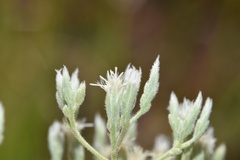 Eupatorium leucolepis