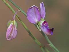 Polygala hottentotta