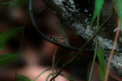 Traulia azureipennis