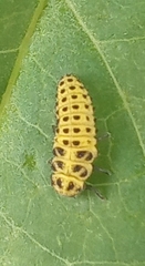 Psyllobora vigintiduopunctata