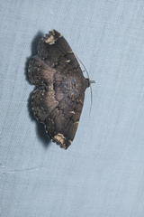 Adrapsa quadrilinealis