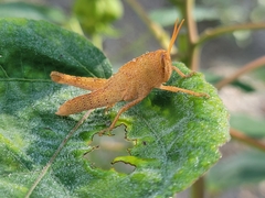 Schistocerca damnifica